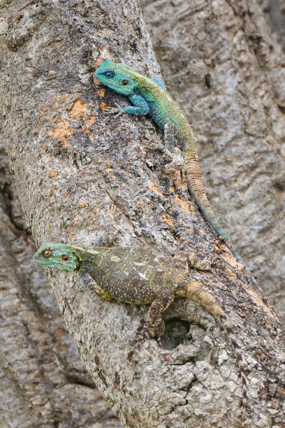 istock two blue-green colored southern tree agamas on a tree in Maasai Mara 2023134421
