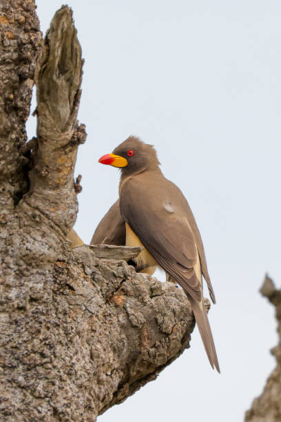 istock two oxpecker birds on a tree in Maasai Mara NP 2023134424