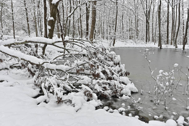 snow-covered forest thicket. frozen lake