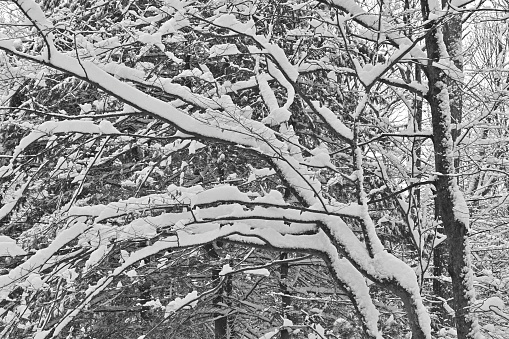 Fresh snow on ironwood tree (Carpinus caroliniana) in the New England wilderness. Also known as American hornbeam. Black and white.