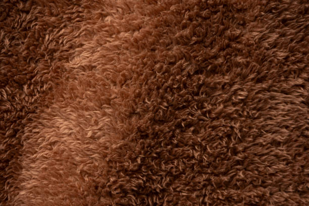 Dog Close up