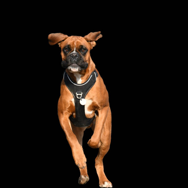 Cute german boxer dog running towards the photographer on black background.