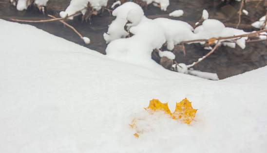 A single yellow maple leaf powdered with the first fluffy snow on the snowy shore of a forest creek