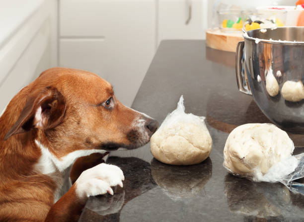 cão tenta comer comida na ilha da cozinha - social media fotos - fotografias e filmes do acervo