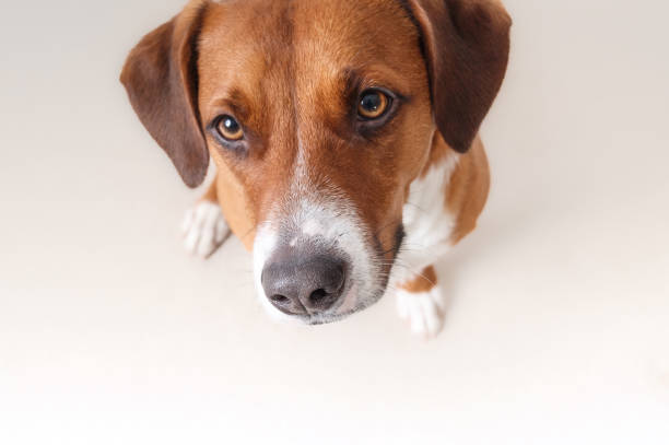 istock Curious dog looking up at camera with focus on nose. 2023169165