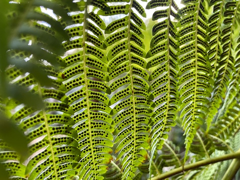 Looking up from underneath newly opened fern blades showing their sori or sporangia