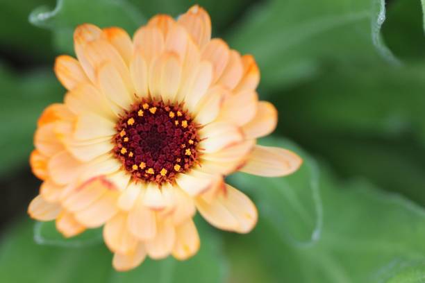 flor de calêndula colorida de pêssego bonita aberta - color image softness single flower orange - fotografias e filmes do acervo