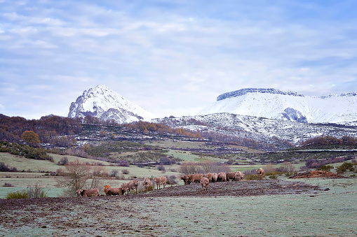 Cows grazing in the snowy mountains from the village of Tremaya located in the province of Palencia. The Pisuerga River is born in these valleys. They are very close to the Picos de Europa.