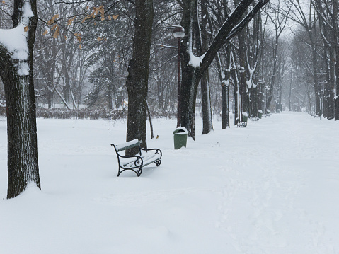 A solitary park bench sits under a blanket of snow, surrounded by tall trees in their winter slumber.