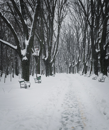 A serene scene unfolds as a snowy path wind through a park, bordered by inviting benches and towering trees, creating a peaceful and picturesque winter landscape.