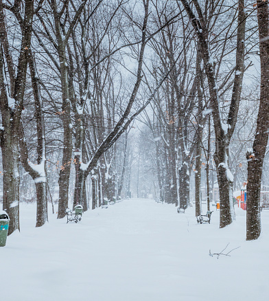 A serene scene unfolds as a snowy path winds its way through a park, flanked by tall trees dusted with snow, creating a picturesque winter landscape.