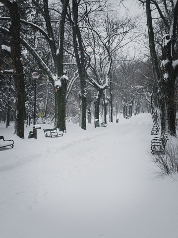 In a serene park covered in a blanket of snow, benches sit empty as trees stand tall and bare against the winter sky, creating a peaceful and picturesque scene.