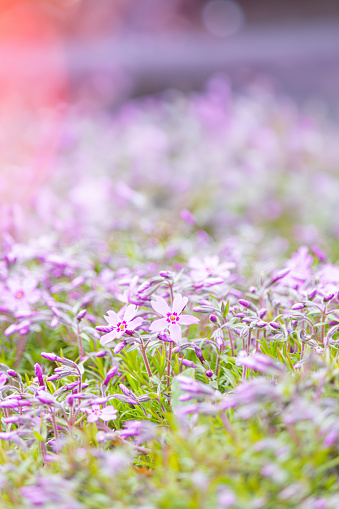 Close-up of pink Moss phlox flowers pink verbena on a blurred background