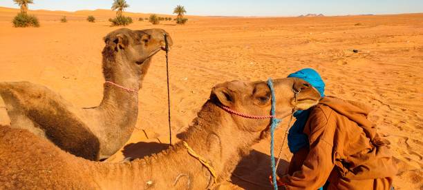 istock The red oasis Timimoun in Algeria 2023213330