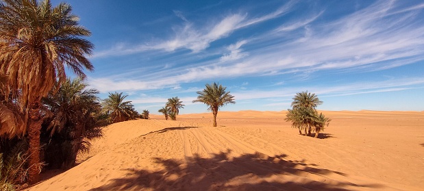 A panoramic view of a sandy desert, with palm trees and some isolated vegetation under a clear blue sky in Timimoun, Algeria.