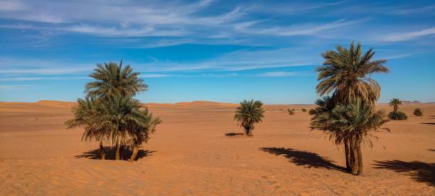 istock The red oasis Timimoun in Algeria 2023216485