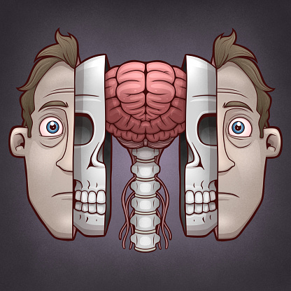 Human Face And Skull Split To Reveal Brain Stock Illustration human-face-and-skull-split-to-reveal-brain-stock-illustration