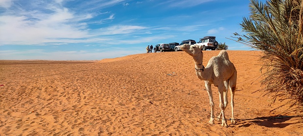 A panoramic scene unfolds as a white camel peacefully rests in the shade of a palm tree amidst the expansive landscape, with palm trees lining the horizon. Atop a sand dune in the town of Timimoun, Algeria, off-road cars add to the picturesque view