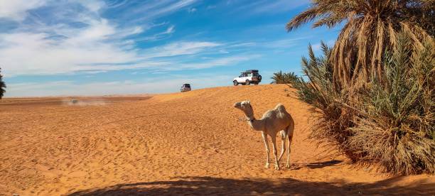 Camel in Al Khatim desert, United Arab Emirates.