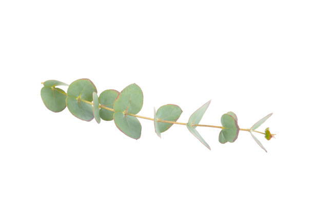 istock Green eucalyptus leaves isolated on a white background. Aromatherapy.Beautiful eucalyptus branches. Bouquet. Place for text, copy space, mockup 2023228077