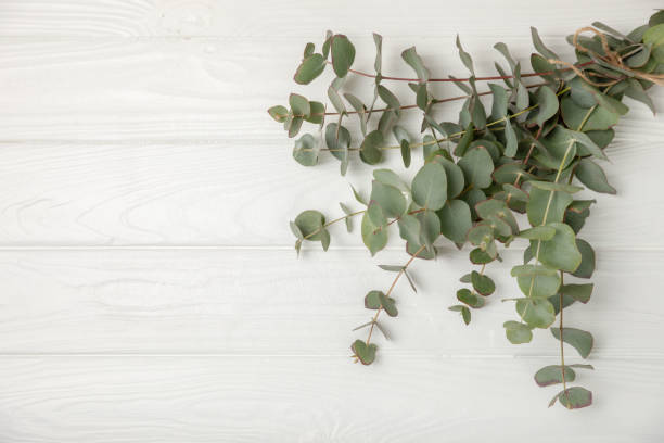 istock Eucalyptus leaves. Aromatherapy. Fresh eucalyptus close-up, on background. Fragrant essential oil. View from above. Copy space. Natural cosmetics and skin care concept. 2023228598