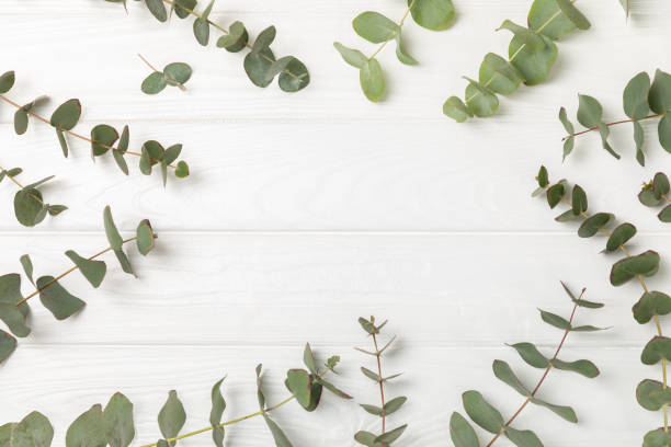istock Eucalyptus leaves. Aromatherapy. Fresh eucalyptus close-up, on background. Fragrant essential oil. View from above. Copy space. Natural cosmetics and skin care concept. 2023228599