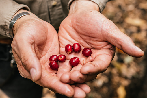 Farmer harvesting coffee cherries for annual production, in Malinalco, Sate of Mexico.