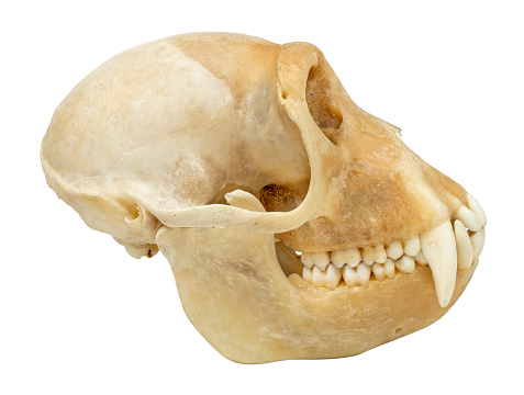 Skull of animal isolated on white, side view