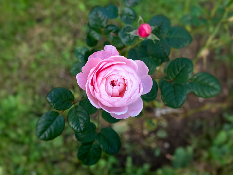 Deep pink Rosa 'Young Lycidas' bush rose in flower.