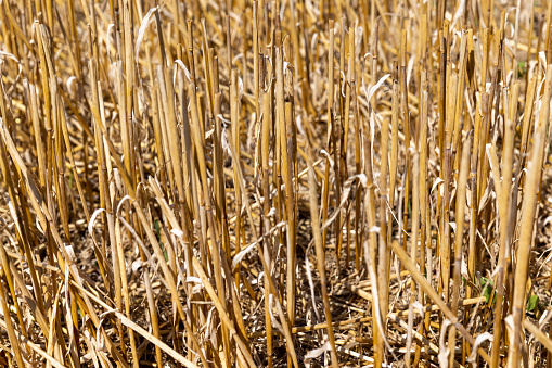 sharp dry stubble on a wheat field in sunny weather, golden dry stubble on wheat in the field in summer