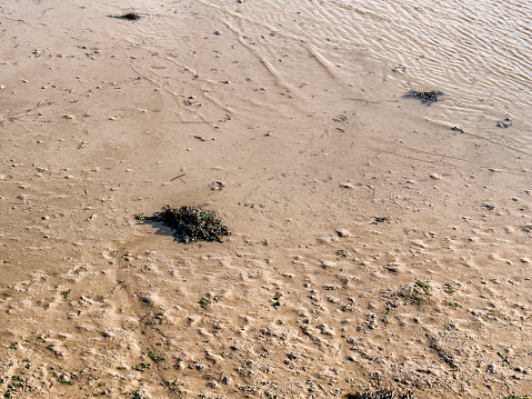 A background of sand, worm casts, seaweed and water ripples by the banks of the tidal River Deben in Woodbridge, Suffolk, Eastern England.