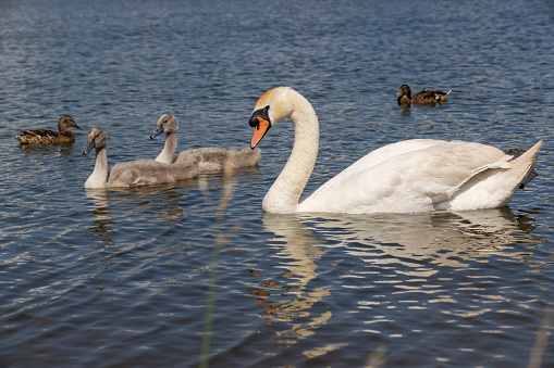grey chicks of the white sibilant swan with grey down, young small swans with adult swans parents
