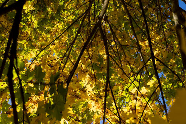 Maple tree during the autumn season, changes in the clan during the autumn leaf fall