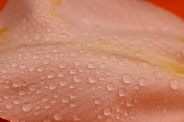High key treatment of wet pink rose.  For more flowers (click