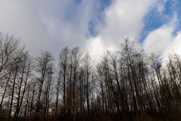 deciduous trees without foliage in winter, cloudy weather with strong winds in a mixed forest with leafless trees