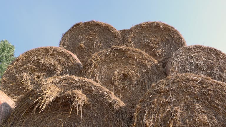 wheat straw collected in stacks after grain harvest