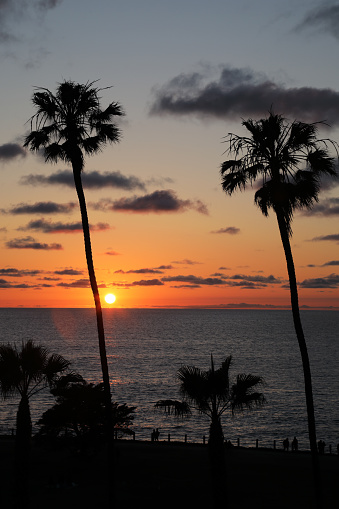 La Jolla sunset and palm trees, shot in California.