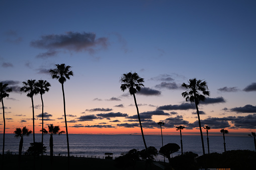 La Jolla sunset and palm trees, shot in California.