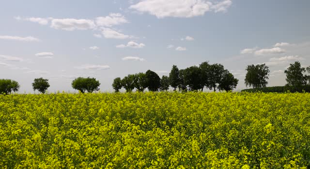 agricultural field with yellow flowering rapeseed