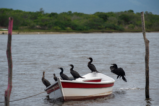 Cormorants (Nannopterum brasilianum) perched on a rowing boat on Guarda do Embaú beach on the coast of the state of Santa Catarina in southern Brazil