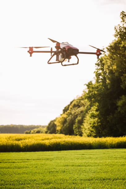 istock Flying agriculture drone with on the sweet corn fields. copy space. 2023248311