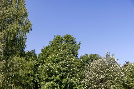 rowan trees during spring flowering , rowan flowers during flowering in spring park