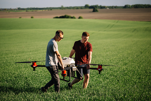 Farmer with drone walking beside grass silage crop in field