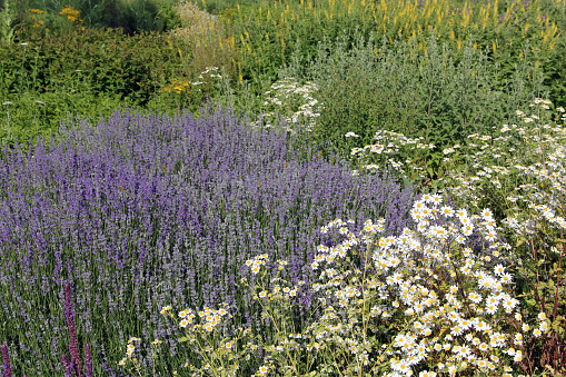 Lavender Field in the summer, natural colors, selective focus