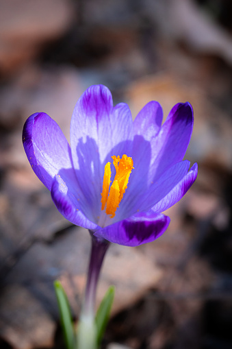 Close-up of a vibrant crocus flower with pollen and dark spots