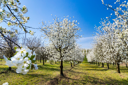 flowering cherry orchard near Cejkovice, Southern Moravia, Czech Republic