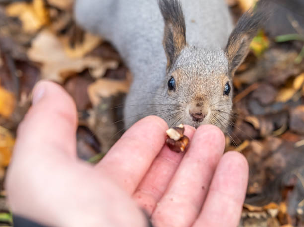 istock A squirrel in the autumn eats nuts from a human hand. Eurasian red squirrel, Sciurus vulgaris 2023272691