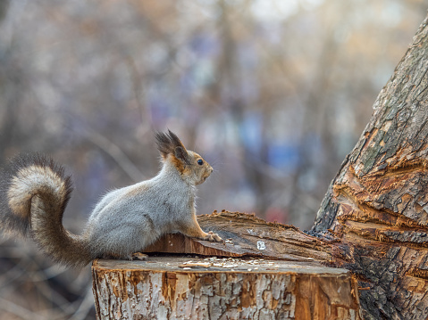 A squirrel sits on a stump and eats nuts in autumn. Eurasian red squirrel, Sciurus vulgaris