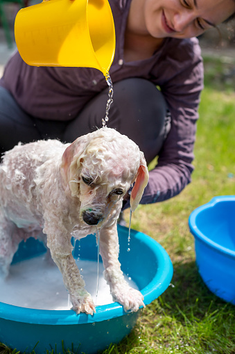 Bath time for a bichon Frise Dog