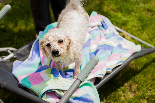 Little wet dog with towel, after the bath